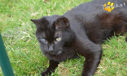 Katze Alice (Foto by Tiereck.at - Lavanttaler Tierhilfe)