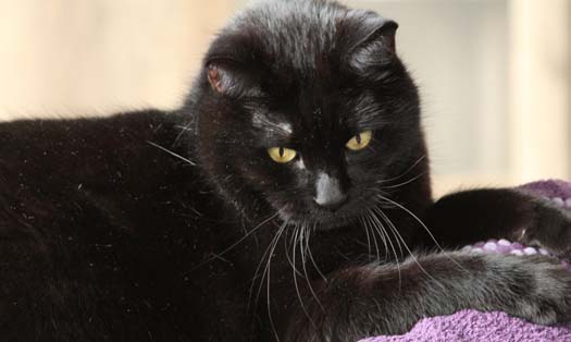 Katze Mephisto (Foto by Tiereck.at - Lavanttaler Tierhilfe)