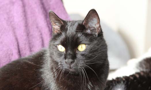 Katze Mephisto (Foto by Tiereck.at - Lavanttaler Tierhilfe)