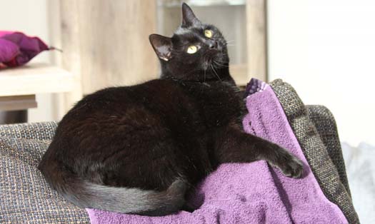 Katze Mephisto (Foto by Tiereck.at - Lavanttaler Tierhilfe)