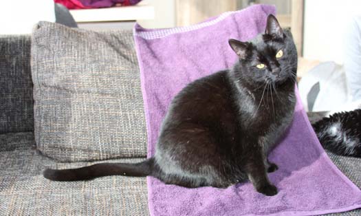 Katze Mephisto (Foto by Tiereck.at - Lavanttaler Tierhilfe)