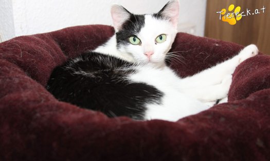 Katze Bella (Foto by Tiereck.at - Lavanttaler Tierhilfe)