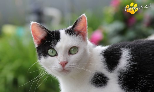 Katze Bella (Foto by Tiereck.at - Lavanttaler Tierhilfe)