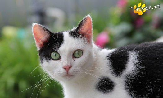 Katze Bella (Foto by Tiereck.at - Lavanttaler Tierhilfe)