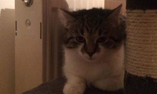 Katze Burzl
