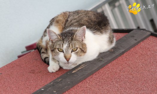 Katze Waldtraud (Foto by Tiereck.at - Lavanttaler Tierhilfe)