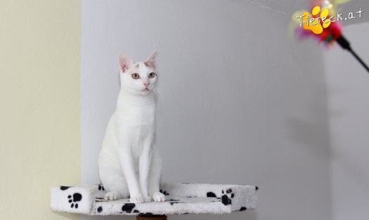 Katze King (Foto by Tiereck.at - Lavanttaler Tierhilfe)