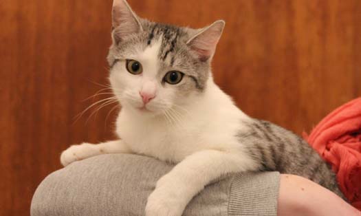 Katze Koda (Foto by Tiereck.at - Lavanttaler Tierhilfe)