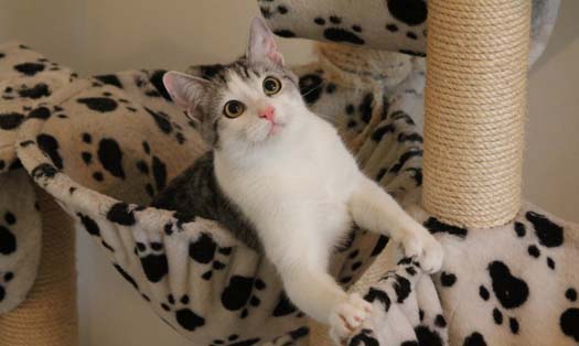 Katze Koda (Foto by Tiereck.at - Lavanttaler Tierhilfe)