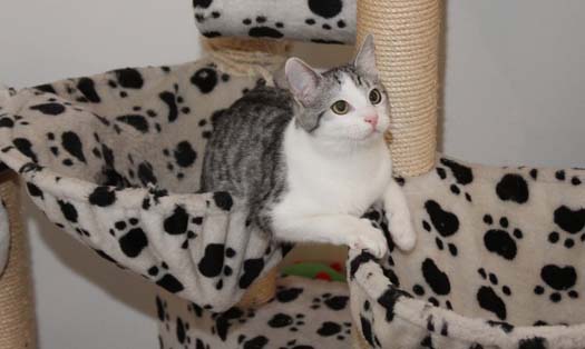 Katze Koda (Foto by Tiereck.at - Lavanttaler Tierhilfe)