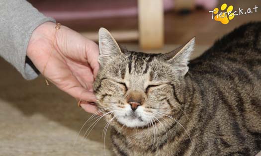 Katze Tigale (Foto by Tiereck.at - Lavanttaler Tierhilfe)