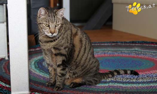 Katze Tigale (Foto by Tiereck.at - Lavanttaler Tierhilfe)