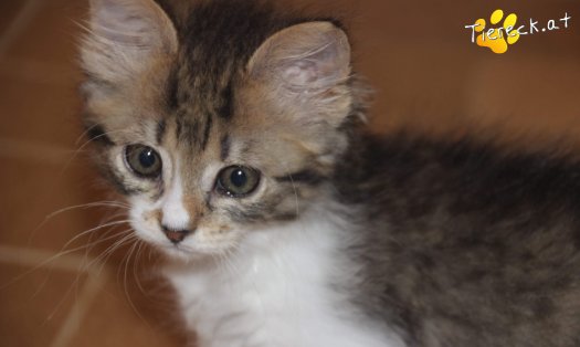Katze Sammy (Foto by Tiereck.at - Lavanttaler Tierhilfe)