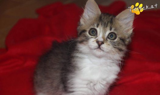 Katze Sammy (Foto by Tiereck.at - Lavanttaler Tierhilfe)