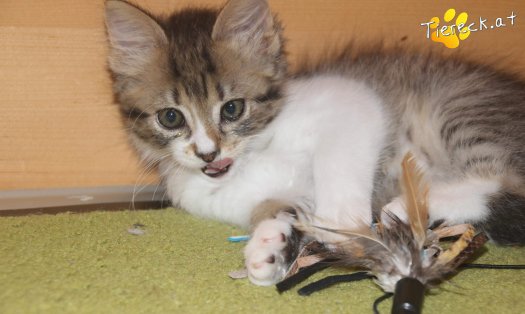 Katze Sammy (Foto by Tiereck.at - Lavanttaler Tierhilfe)