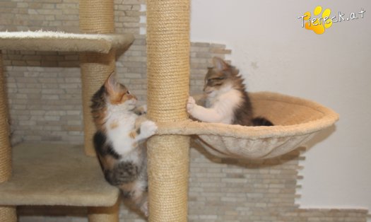 Katze Sammy (Foto by Tiereck.at - Lavanttaler Tierhilfe)