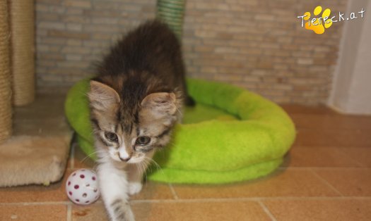 Katze Sammy (Foto by Tiereck.at - Lavanttaler Tierhilfe)