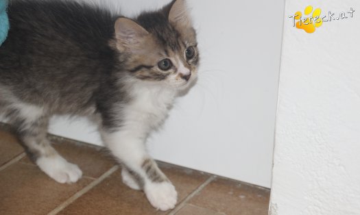 Katze Sammy (Foto by Tiereck.at - Lavanttaler Tierhilfe)