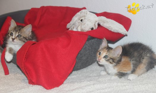 Katze Sammy (Foto by Tiereck.at - Lavanttaler Tierhilfe)