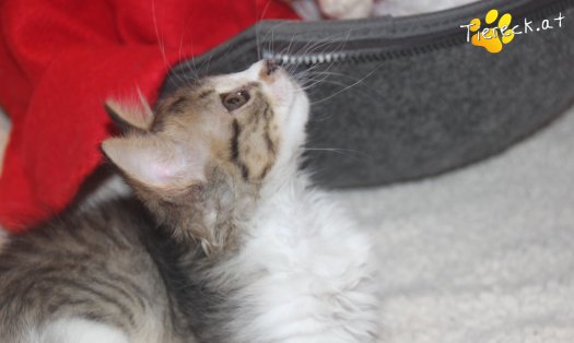 Katze Sammy (Foto by Tiereck.at - Lavanttaler Tierhilfe)