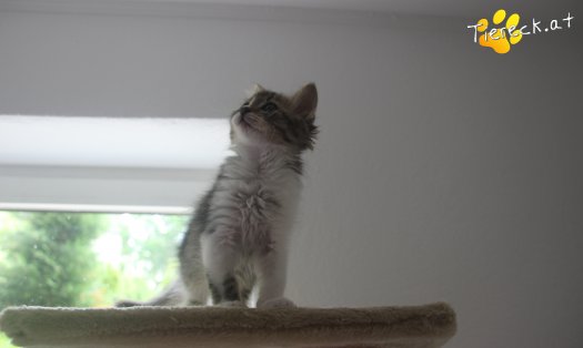 Katze Sammy (Foto by Tiereck.at - Lavanttaler Tierhilfe)