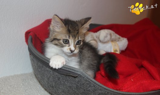 Katze Sammy (Foto by Tiereck.at - Lavanttaler Tierhilfe)