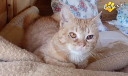 Katze Tommy (Foto by Tiereck.at - Lavanttaler Tierhilfe)