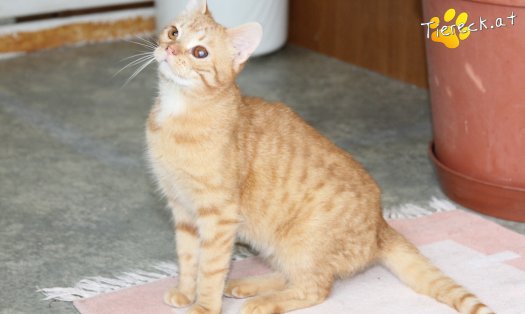 Katze Tommy (Foto by Tiereck.at - Lavanttaler Tierhilfe)