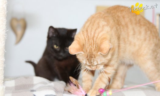 Katze Tommy (Foto by Tiereck.at - Lavanttaler Tierhilfe)