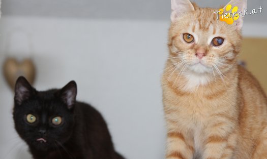 Katze Tommy (Foto by Tiereck.at - Lavanttaler Tierhilfe)