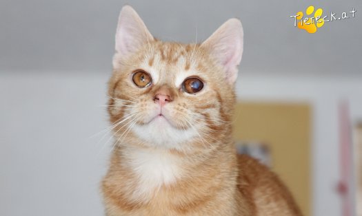Katze Tommy (Foto by Tiereck.at - Lavanttaler Tierhilfe)
