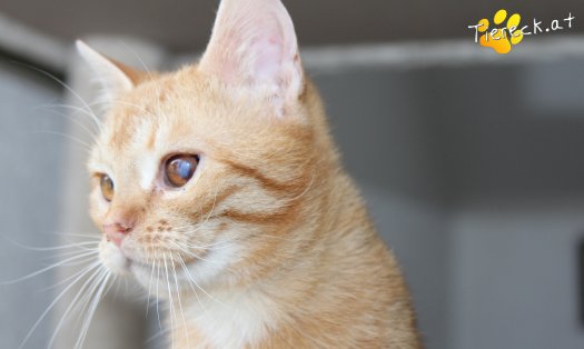 Katze Tommy (Foto by Tiereck.at - Lavanttaler Tierhilfe)