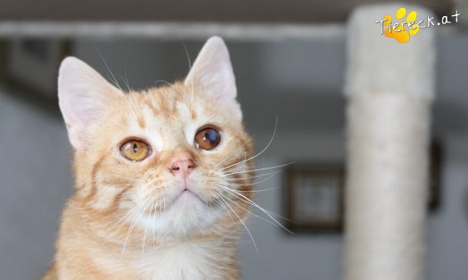 Katze Tommy (Foto by Tiereck.at - Lavanttaler Tierhilfe)
