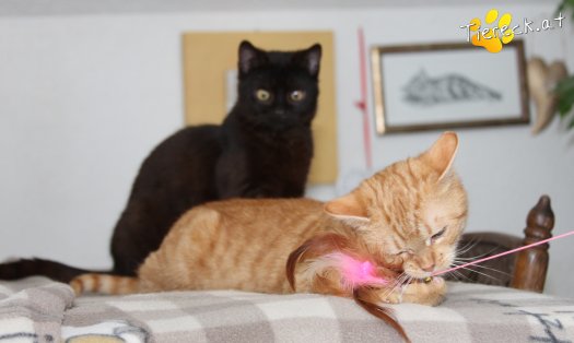 Katze Tommy (Foto by Tiereck.at - Lavanttaler Tierhilfe)