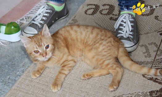 Katze Tommy (Foto by Tiereck.at - Lavanttaler Tierhilfe)
