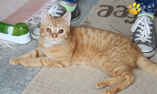 Katze Tommy (Foto by Tiereck.at - Lavanttaler Tierhilfe)