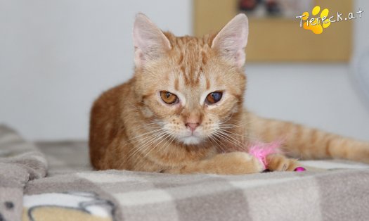 Katze Tommy (Foto by Tiereck.at - Lavanttaler Tierhilfe)