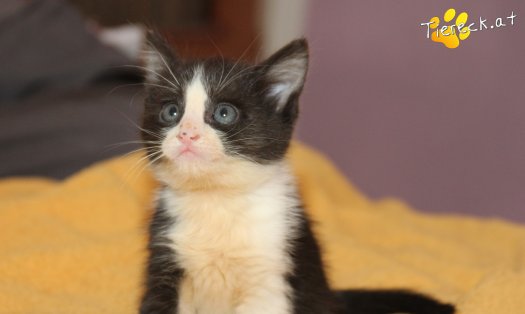 Katze Jojo (Foto by Tiereck.at - Lavanttaler Tierhilfe)