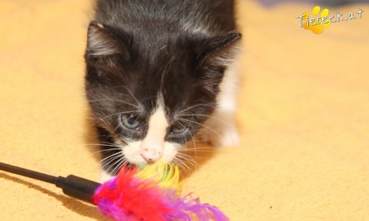 Katze Jojo (Foto by Tiereck.at - Lavanttaler Tierhilfe)
