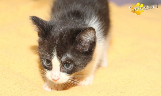 Katze Jojo (Foto by Tiereck.at - Lavanttaler Tierhilfe)