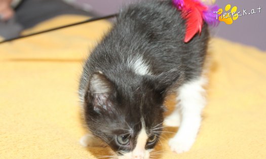 Katze Jojo (Foto by Tiereck.at - Lavanttaler Tierhilfe)