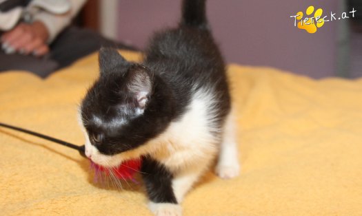 Katze Jojo (Foto by Tiereck.at - Lavanttaler Tierhilfe)