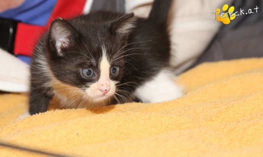Katze Jojo (Foto by Tiereck.at - Lavanttaler Tierhilfe)