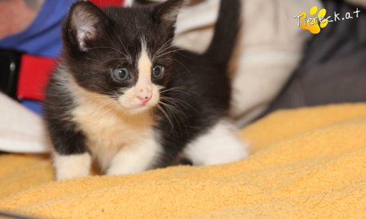 Katze Jojo (Foto by Tiereck.at - Lavanttaler Tierhilfe)