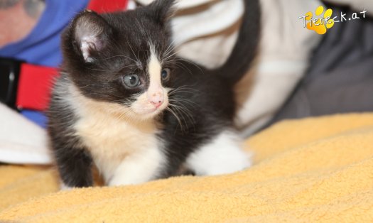 Katze Jojo (Foto by Tiereck.at - Lavanttaler Tierhilfe)