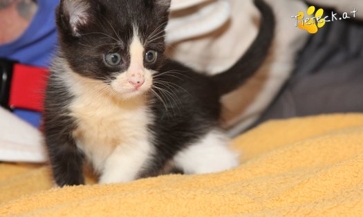 Katze Jojo (Foto by Tiereck.at - Lavanttaler Tierhilfe)