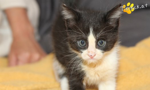 Katze Jojo (Foto by Tiereck.at - Lavanttaler Tierhilfe)