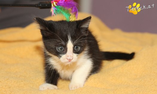 Katze Jojo (Foto by Tiereck.at - Lavanttaler Tierhilfe)