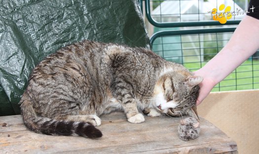 Katze Alois (Foto by Tiereck.at - Lavanttaler Tierhilfe)