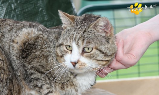 Katze Alois (Foto by Tiereck.at - Lavanttaler Tierhilfe)